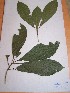  (Grossera cf. sp - MPADN0328)  @11 [ ] No Rights Reserved  Unspecified Unspecified