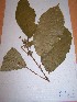  (Maesobotrya dusenii - MPADN0331)  @11 [ ] No Rights Reserved  Unspecified Unspecified