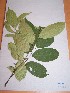  ( - MPADN0333)  @11 [ ] No Rights Reserved  Unspecified Unspecified