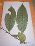  (Eriocoelum sp. 2 - MPADN0334)  @13 [ ] No Rights Reserved  Unspecified Unspecified
