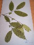  (Cleisthantus - MPADN0340)  @11 [ ] No Rights Reserved  Unspecified Unspecified