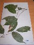  (Marquesia excelsa - MPADN0367)  @11 [ ] No Rights Reserved  Unspecified Unspecified