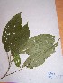  (Maesobotrya sp - MPADN0369)  @11 [ ] No Rights Reserved  Unspecified Unspecified