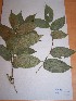  ( - MPADN0399)  @11 [ ] No Rights Reserved  Unspecified Unspecified