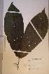  (Massularia acuminata - Massacum_PM4801)  @11 [ ] No Rights Reserved  NRR Unspecified