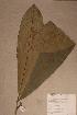  (Campylospermum calanthum - Campcala_PM4821)  @11 [ ] No Rights Reserved  NRR Unspecified