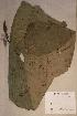  ( - Anthfrag_PM4828)  @11 [ ] No Rights Reserved  NRR Unspecified