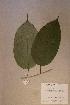  (Baphia laurifolia - Baphlaur_PM4832)  @11 [ ] No Rights Reserved  NRR Unspecified