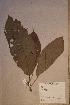 (Maesobotrya klaineana - Maesklai_PM4844)  @11 [ ] No Rights Reserved  NRR Unspecified