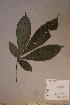  (Vitex sp. 6 - Vitesp6_PM4871)  @11 [ ] No Rights Reserved  NRR Unspecified