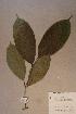  (Dichostemma - Dichglau_PM4889)  @11 [ ] No Rights Reserved  NRR Unspecified