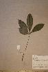  (Vitex sp. 1 - Vitesp1_PM4896)  @11 [ ] No Rights Reserved  NRR Unspecified