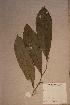  (Thecacoris sp - Thecsp _PM4921)  @11 [ ] No Rights Reserved  NRR Unspecified