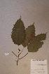  (Macaranga monandra - Macamona_PM4944)  @11 [ ] No Rights Reserved  NRR Unspecified