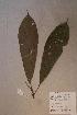  (Mareyopsis - Marelong_PM4986)  @11 [ ] No Rights Reserved  NRR Unspecified