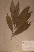  (Campylospermum flavum - Campflav_PM5012)  @11 [ ] No Rights Reserved  NRR Unspecified
