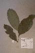  ( - Leptdaph_PM5049)  @11 [ ] No Rights Reserved  NRR Unspecified