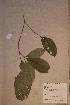 (Maesobotrya barteri - Maesbart_PM5101)  @11 [ ] No Rights Reserved  NRR Unspecified