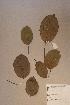  (Discoglypremna - Disccalo_PM5103)  @11 [ ] No Rights Reserved  NRR Unspecified