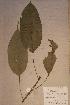  (Oncoba glauca - Oncoglau_PM5136)  @11 [ ] No Rights Reserved  NRR Unspecified