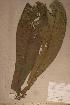  (Campylospermum mannii - Campmann_PM5176)  @11 [ ] No Rights Reserved  NRR Unspecified