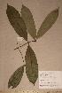  (Pentadesma butyracea - Pentbuty_PM5211)  @11 [ ] No Rights Reserved  NRR Unspecified