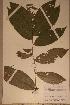  (Dactyladenia staudtii - Dactstau_PM5282)  @11 [ ] No Rights Reserved  NRR Unspecified