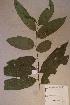  (Sapium ellipticum - Sapielli_PM5290)  @11 [ ] No Rights Reserved  NRR Unspecified