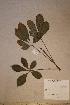  (Vitex sp. 3 - Vitesp3_PM5323)  @11 [ ] No Rights Reserved  NRR Unspecified