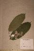  (Dactyladenia pallescens - Dactpall_PM5325)  @11 [ ] No Rights Reserved  NRR Unspecified