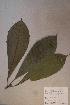 ( - Marelong_PM5368)  @11 [ ] No Rights Reserved  NRR Unspecified