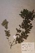  ( - Diosobli_PM5433)  @11 [ ] No Rights Reserved  NRR Unspecified