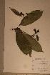  ( - Campflav_PM5440)  @11 [ ] No Rights Reserved  NRR Unspecified