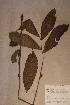  (Zanthoxylum gilletii - Zantgill_PM5458)  @11 [ ] No Rights Reserved  NRR Unspecified