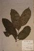  (Casearia barteri - Casebart_PM5482)  @11 [ ] No Rights Reserved  NRR Unspecified