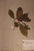  (Campylospermum sulcatum - Campsulc_PM5491)  @11 [ ] No Rights Reserved  NRR Unspecified