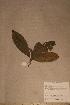  ( - Campsulc_PM5492)  @11 [ ] No Rights Reserved  NRR Unspecified