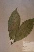 ( - Allomega_PM5513)  @11 [ ] No Rights Reserved  NRR Unspecified