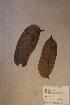 ( - Zantgill_PM5537)  @11 [ ] No Rights Reserved  NRR Unspecified