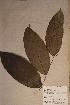  ( - Homalete_PM5605)  @11 [ ] No Rights Reserved  NRR Unspecified