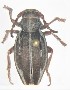  (Dorcadion anatolicum - NCT_A02)  @11 [ ] CreativeCommons - Attribution Non-Commercial Share-Alike (2019) Naciye Cihan Tüzün Gazi University