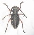  (Dorcadion bangi - NCT_A03)  @11 [ ] CreativeCommons - Attribution Non-Commercial Share-Alike (2019) Naciye Cihan Tüzün Gazi University