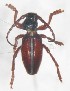 (Dorcadion boluense - NCT_A07)  @11 [ ] CreativeCommons - Attribution Non-Commercial Share-Alike (2019) Naciye Cihan Tüzün Gazi University