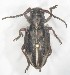  (Dorcadion gallipolitanum - NCT_A12)  @11 [ ] CreativeCommons - Attribution Non-Commercial Share-Alike (2019) Naciye Cihan Tüzün Gazi University
