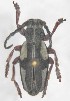  (Dorcadion catenatum - NCT_B03)  @11 [ ] CreativeCommons - Attribution Non-Commercial Share-Alike (2019) Naciye Cihan Tüzün Gazi University