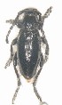  (Dorcadion enricisturanii - NCT_B05)  @11 [ ] CreativeCommons - Attribution Non-Commercial Share-Alike (2019) Naciye Cihan Tüzün Gazi University