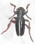  (Dorcadion piochardi - NCT_B07)  @11 [ ] CreativeCommons - Attribution Non-Commercial Share-Alike (2019) Naciye Cihan Tüzün Gazi University