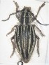  (Dorcadion septemlineatum - NCT_C02)  @11 [ ] CreativeCommons - Attribution Non-Commercial Share-Alike (2019) Naciye Cihan Tüzün Gazi University