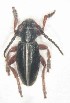  (Dorcadion subatritarse - NCT_C03)  @11 [ ] CreativeCommons - Attribution Non-Commercial Share-Alike (2019) Naciye Cihan Tüzün Gazi University
