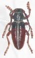  (Dorcadion subsericatum - NCT_C07)  @11 [ ] CreativeCommons - Attribution Non-Commercial Share-Alike (2019) Naciye Cihan Tüzün Gazi University